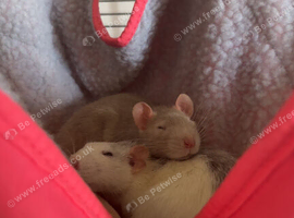 Nixie and Nova , 2 Female Rats around 5months