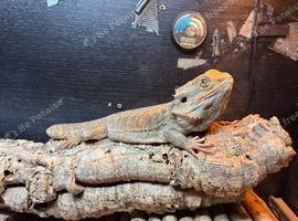 2 year old bearded dragon male with full set up