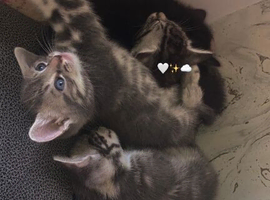 Kittens