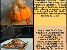 3 month old Giant African land snails (fulica)