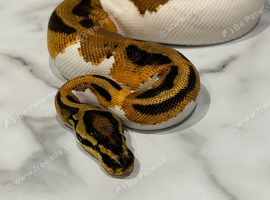 Royal Python Orange Dream Pied (Pass Het Sunset)