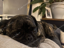 18 month old frug