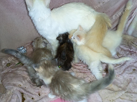 7 Lovely fluffy ragdoll/Scottish fold kittens