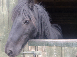 Registered fell gelding 14h