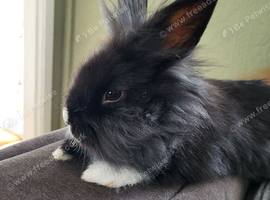 Lionhead baby 14 weeks old