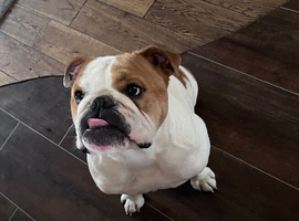 Bulldog looking for a new home