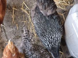 Hybrid chicke