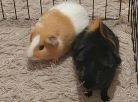 2 male guinea pigs OFFERS