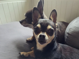 2 little ladies looking for laps!