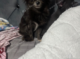 Missing chihuahua