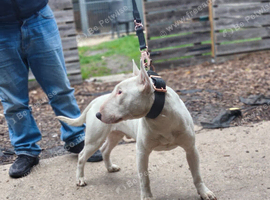 english bull terrier male