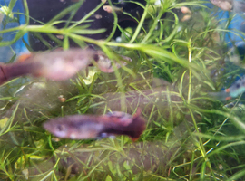 Fancy Guppies