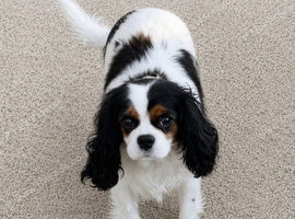 BEAUTIFUL CAVALIER KING CHARLES SPANIEL
