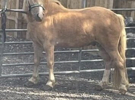 Palomino gelding