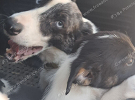 Farm reared pups