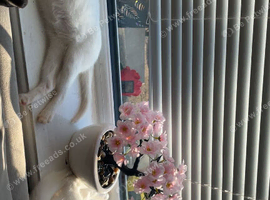 Beautiful all white cats and 1 grey tabby