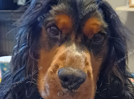 2yr old tri-colour cocker spaniel