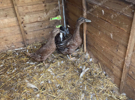 Cross Breed Ducks For Sale