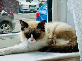 Ragdoll kitten