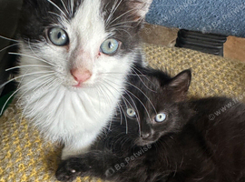 Kittens looking for their loving forever home
