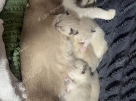 Male and female ragdoll crosses