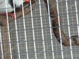 Zebra finches