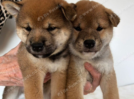 Japanese Shiba Inu puppies