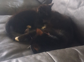 Black russianb cross tuxedo kitten