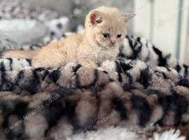 British shorthair Boy