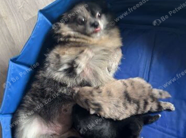 4 beautiful Pomeranian's 3boys 1 girl