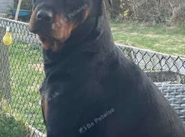 Full rottweiler