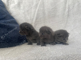 British Short Haired X Bengal Kittens