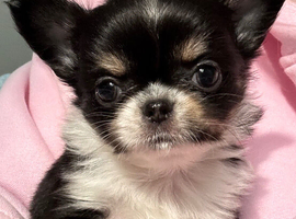 Kc registered male long coat chihuahuas.