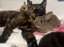 Bunnies
