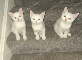 Beautiful White Kittens