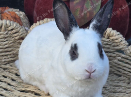 Mini Rex Kits for RESERVE
