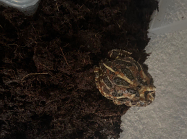 Male pack man frog for sale