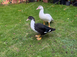 Two ducks