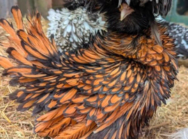 Polish Hens available 1 year old - laying