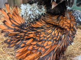 Polish Laying Hens available