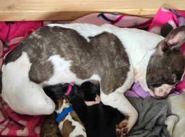 French bull weiner puppies