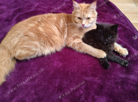 Full maine coon kitten