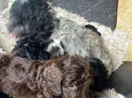 Beautiful cockapoo puppys