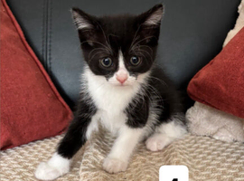 Adorable Kittens Looking for loving  homes