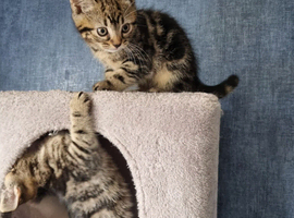 Beautiful tabby kittens looking for their forever homes