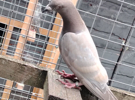 Racing pigeon for sale