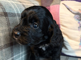 Gorgeous Cockapoo Puppies