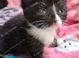 Beautiful girl kitten Ready to go to forever home