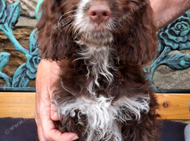 Chocolate and white F1 Cockapoo puppy