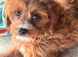 Beautiful boy cavapoo